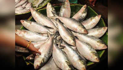 पश्चिम बंगाल: हिलसा मछलियां बनीं आकर्षण का केंद्र, स्थानीय बाजार में बढ़ी डिमांड