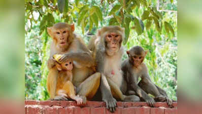कांग्रेस, बीजेपी ने हिमाचल में बंदरों की समस्या से निजात दिलाने का किया वादा