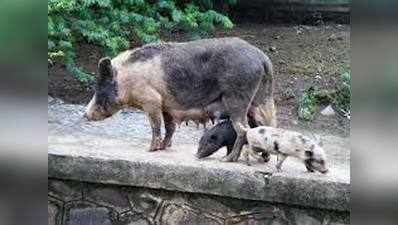 गोद से बच्ची ले गया सुअर, मां तड़पती रह गई