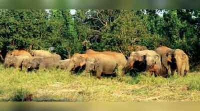 হাতি ঠেকাতে ব্যর্থ বন দপ্তর, মমতার নির্দেশ নিয়ে উদ্বেগ