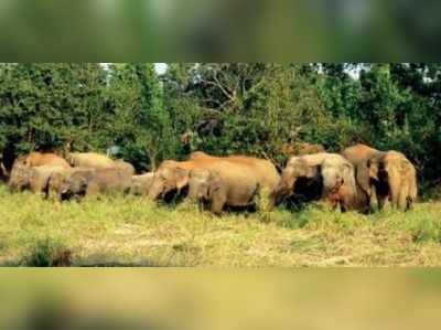 হাতি ঠেকাতে ব্যর্থ বন দপ্তর, মমতার নির্দেশ নিয়ে উদ্বেগ