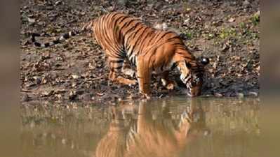 বাঘ গুনতে ভারতের সঙ্গী বাংলাদেশ-নেপাল