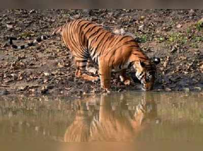 বাঘ গুনতে ভারতের সঙ্গী বাংলাদেশ-নেপাল