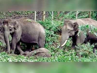 உயிாிழந்த சகோதர யானையின் உடலை பாதுகாத்த யானைகள் – மூணாறு அருகே நெகிழ்ச்சி