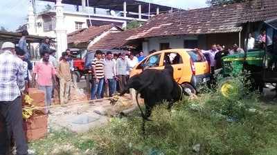 ಮಾನಸಿಕ ಅಸ್ವಸ್ಥ ಗೂಳಿ ಸೆರೆ