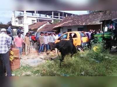 ಮಾನಸಿಕ ಅಸ್ವಸ್ಥ ಗೂಳಿ ಸೆರೆ