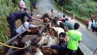 ಪುಕ್ಕಟೆ ಸಿಗುವ ಕುದುರೆಗಳಿಗೆ ಮುಗಿಬಿದ್ದ ಜನ!