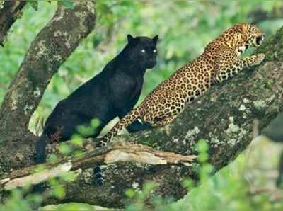 কালো চিতা আর লেপার্ডের প্রেমে গাছ চিনছে আদর