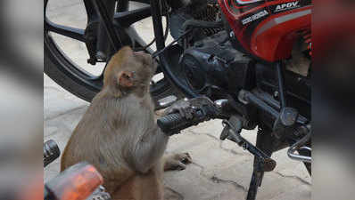 बाजार में खड़ी बाइकों का पेट्रोल चटकर जाता है यह बंदर