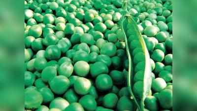नकली रंग लगाकर बेचे जा रहे हैं हरे मटर!