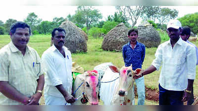 ಮೃತ ಮಗನ ಆತ್ಮಶಾಂತಿಗಾಗಿ ಹೋರಿಗೆ ಅದ್ದೂರಿ ಮದುವೆ !