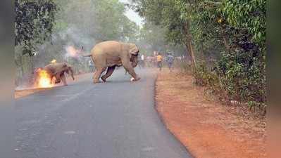 ಪ್ರತಿಷ್ಠಿತ ವನ್ಯಜೀವಿ ಪ್ರಶಸ್ತಿ ಗೆದ್ದ ಚಿತ್ರದ ಹಿಂದಿದೆ ನೋವು