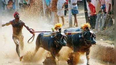 ಮೂಡುಬಿದಿರೆ ಕಂಬಳದಲ್ಲಿ ಹಿಂಸೆ: ಪೇಟಾ ಆರೋಪ