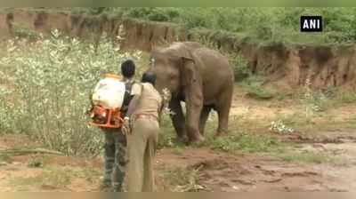 പരിക്കേറ്റ ആനയെ ചികിൽസിച്ചതിനു ശേഷം തിരിച്ചയച്ചു