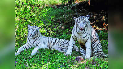 मध्य प्रदेश में शुरू हुई सफेद बाघ की सफारी