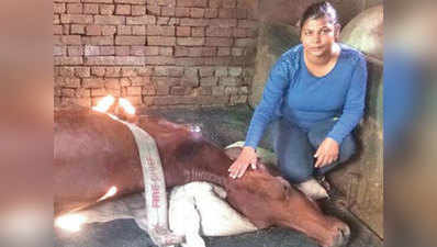 गोरक्षकों का डर! मर रही गाय को कोई अस्पताल ले जाने को तैयार नहीं