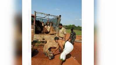 ಅಕ್ರಮವಾಗಿ ಒಂಟೆ ಸಾಗಾಟ; ನಾಲ್ವರ ಬಂಧನ