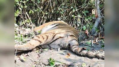 साढ़े तीन साल के लेब्राडोर ने बाघों के हत्यारे का पता लगाया