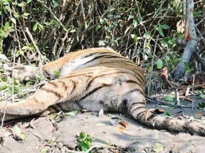 साढ़े तीन साल के लेब्राडोर ने बाघों के हत्यारे का पता लगाया