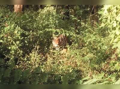 ಮೈಲಾತ್‌ಪುರ ಅರಣ್ಯದಂಚಿನಲ್ಲಿ ಹುಲಿ ಪ್ರತ್ಯಕ್ಷ