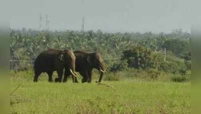 ಸಿರಾಕ್ಕೆ ಆನೆಗಳ ದಾಳಿ