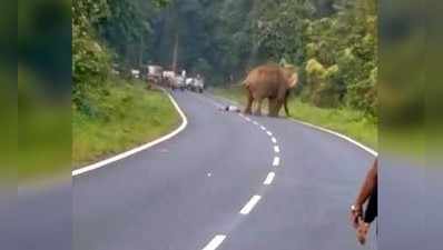 ಆನೆ ಜತೆ ಸೆಲ್ಫಿ ತೆಗೆದುಕೊಳ್ಳಲು ಹೋಗಿ ಮೃತಪಟ್ಟ ವ್ಯಕ್ತಿ