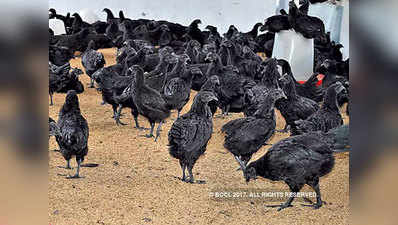 500 रुपये प्रति किलोग्राम बिकता है छतीसगढ़ का कड़कनाथ चिकन