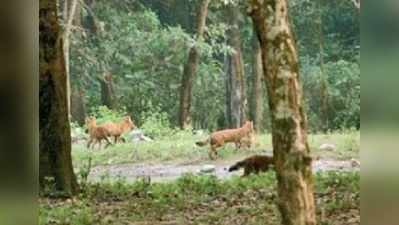 ইন্ডিয়ান ঢোলের হদিস বক্সা বনে