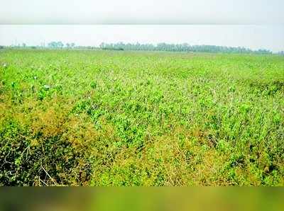 ಕೆರೆಗಳ ಅಭಿವೃದ್ಧಿಗೆ ಬಳಕೆಯಾಗದ ನರೇಗಾ