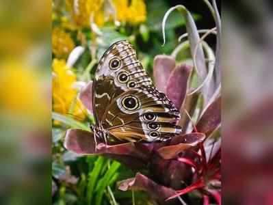 तितली की पहचान करवाएगा लखनऊ यूनिवर्सिटी शुरू करेगा डिप्लोमा कोर्स