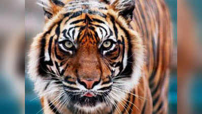 बाघ के हमले से किशोर की मौत, धड़ से अलग मिला सिर