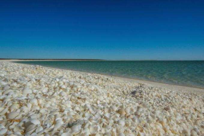 ஷெல் கடற்கரை, மேற்கு ஆஸ்திரேலியா(Shell Beach, Western Australia)
