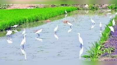 ಸುಗ್ಗಿಯ ಸಂಭ್ರಮಕ್ಕೆ ಬೆಳ್ಳಕ್ಕಿ ಬೆಡಗು