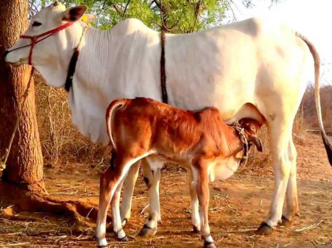 गाय के साथ बछड़े के दिखने का यह है अर्थ