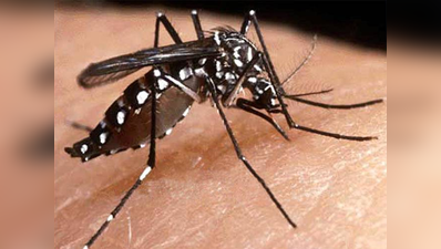 दिल्ली में पिछले सप्ताह डेंगू के 176 मामले सामने आए