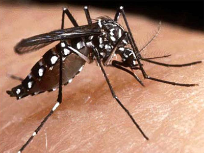 दिल्ली में पिछले सप्ताह डेंगू के 176 मामले सामने आए