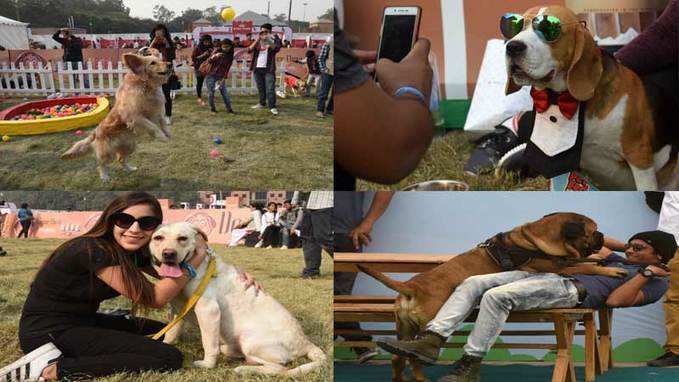 A day out for animal lovers at Pet Fed in Delhi 