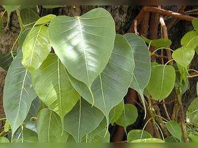 ಕೆಮ್ಮು ನಿವಾರಿಸುವ ಅಶ್ವತ್ಥ ಎಲೆ