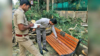 मुंबई : पेड़ गिरने से महिला की दर्दनाक मौत
