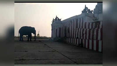 प्रसाद लेने के लिए रोज मंदिर पहुंचता है यह हाथी