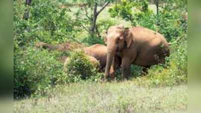 ದೊಡ್ಡಸುದ್ದಿ: ಕಾಡಾನೆ ಸೆರೆ ಕಾರ್ಯಾಚರಣೆ ಕಣ್ಣೊರೆಸುವ ತಂತ್ರ