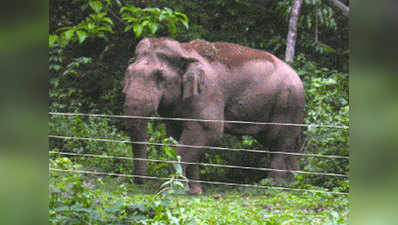 केरल: हाथियों ने मचाया उत्पात, महावत की मौत, दो जख्मी