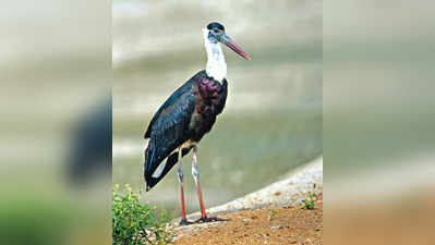 ಕನಕ ಕೆರೆ ಭರ್ತಿ, ನೋಡುಗರಿಗೆ ಸ್ಫೂರ್ತಿ