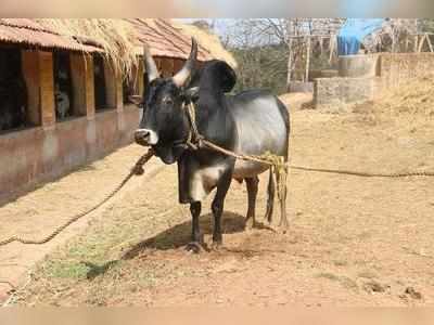 ஜல்லிக்கட்டுக்கு இடைக்கால தடை விதிக்க உச்சநீதிமன்றம் மறுப்பு