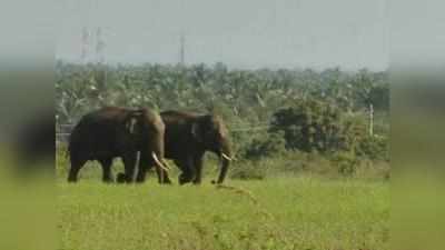 देखें विडियो: जब रिहायशी इलाके में घुस गया जंगली हाथी