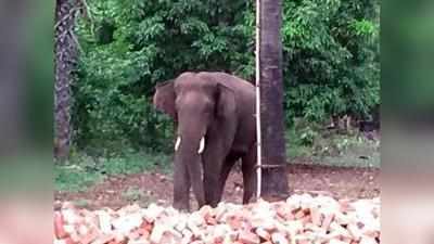 असम में 100 दिनों के भीतर 40 हाथियों की मौत