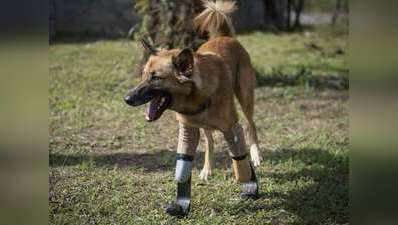 ब्लेड रनर पैरों से इस कुत्ते को मिली नई जिंदगी