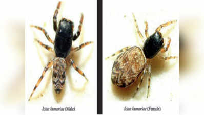 रिसर्चर ने खोजी मकड़ी की नई प्रजाति, दिया पत्नी का नाम