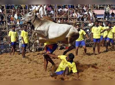 ಚೆನ್ನೈನಲ್ಲಿ ಜಲ್ಲಿಕಟ್ಟು ಪ್ರೀಮಿಯರ್‌ ಲೀಗ್‌