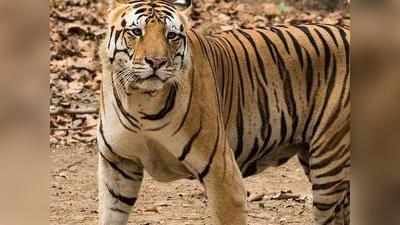 महाराष्ट्र में बिजली के करंट के कारण 7 बाघों की मौत
